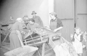 Kartoffeln 1960 Schwarz-weiß-Foto: Mehrere Personen vor einer Kartoffelsortiermaschine
